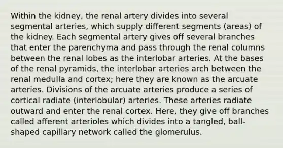 Within the kidney, the renal artery divides into several segmental arteries, which supply different segments (areas) of the kidney. Each segmental artery gives off several branches that enter the parenchyma and pass through the renal columns between the renal lobes as the interlobar arteries. At the bases of the renal pyramids, the interlobar arteries arch between the renal medulla and cortex; here they are known as the arcuate arteries. Divisions of the arcuate arteries produce a series of cortical radiate (interlobular) arteries. These arteries radiate outward and enter the renal cortex. Here, they give off branches called afferent arterioles which divides into a tangled, ball-shaped capillary network called the glomerulus.