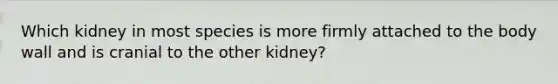 Which kidney in most species is more firmly attached to the body wall and is cranial to the other kidney?