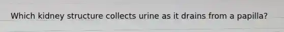 Which kidney structure collects urine as it drains from a papilla?