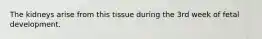 The kidneys arise from this tissue during the 3rd week of fetal development.