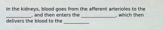 In the kidneys, blood goes from the afferent arterioles to the ___________, and then enters the _______________, which then delivers the blood to the ___________