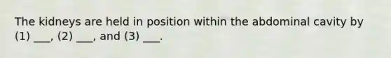 The kidneys are held in position within the abdominal cavity by (1) ___, (2) ___, and (3) ___.