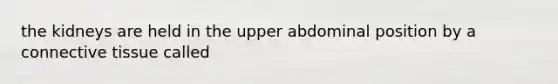 the kidneys are held in the upper abdominal position by a connective tissue called