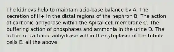 The kidneys help to maintain acid-base balance by A. The secretion of H+ in the distal regions of the nephron B. The action of carbonic anhydrase within the Apical cell membrane C. The buffering action of phosphates and ammonia in the urine D. The action of carbonic anhydrase within the cytoplasm of the tubule cells E. all the above