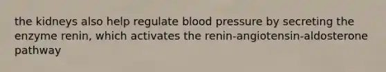 the kidneys also help regulate blood pressure by secreting the enzyme renin, which activates the renin-angiotensin-aldosterone pathway