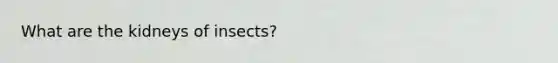 What are the kidneys of insects?