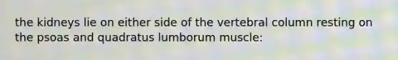 the kidneys lie on either side of the vertebral column resting on the psoas and quadratus lumborum muscle: