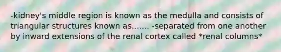 -kidney's middle region is known as the medulla and consists of triangular structures known as....... -separated from one another by inward extensions of the renal cortex called *renal columns*