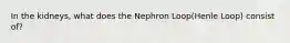 In the kidneys, what does the Nephron Loop(Henle Loop) consist of?