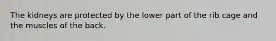 The kidneys are protected by the lower part of the rib cage and the muscles of the back.