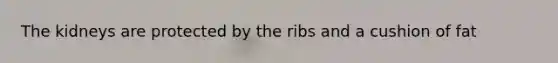 The kidneys are protected by the ribs and a cushion of fat