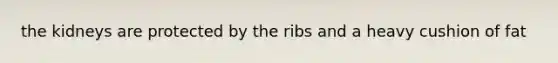 the kidneys are protected by the ribs and a heavy cushion of fat