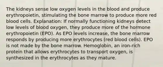 The kidneys sense low oxygen levels in the blood and produce erythropoietin, stimulating the bone marrow to produce more red blood cells. Explanation: If normally functioning kidneys detect low levels of blood oxygen, they produce more of the hormone erythropoietin (EPO). As EPO levels increase, the bone marrow responds by producing more erythrocytes (red blood cells). EPO is not made by the bone marrow. Hemoglobin, an iron-rich protein that allows erythrocytes to transport oxygen, is synthesized in the erythrocytes as they mature.