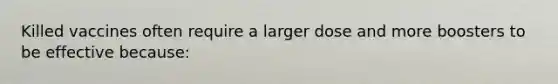 Killed vaccines often require a larger dose and more boosters to be effective because: