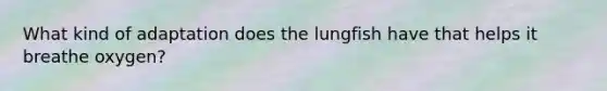 What kind of adaptation does the lungfish have that helps it breathe oxygen?