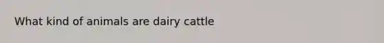 What kind of animals are dairy cattle