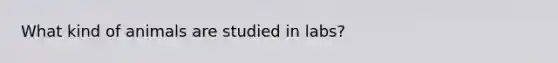 What kind of animals are studied in labs?
