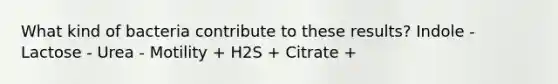 What kind of bacteria contribute to these results? Indole - Lactose - Urea - Motility + H2S + Citrate +