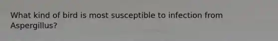 What kind of bird is most susceptible to infection from Aspergillus?
