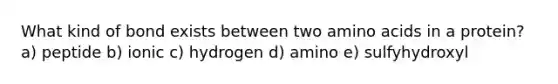 What kind of bond exists between two <a href='https://www.questionai.com/knowledge/k9gb720LCl-amino-acids' class='anchor-knowledge'>amino acids</a> in a protein? a) peptide b) ionic c) hydrogen d) amino e) sulfyhydroxyl