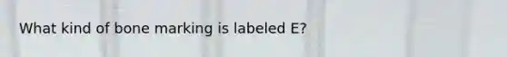 What kind of bone marking is labeled E?