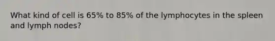 What kind of cell is 65% to 85% of the lymphocytes in the spleen and lymph nodes?