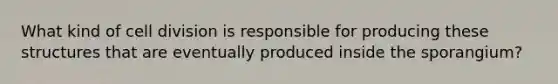 What kind of cell division is responsible for producing these structures that are eventually produced inside the sporangium?