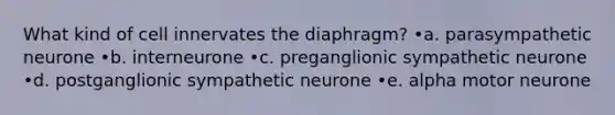 What kind of cell innervates the diaphragm? •a. parasympathetic neurone •b. interneurone •c. preganglionic sympathetic neurone •d. postganglionic sympathetic neurone •e. alpha motor neurone