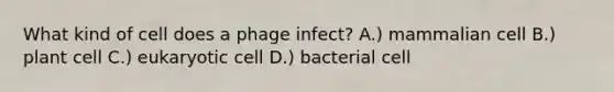 What kind of cell does a phage infect? A.) mammalian cell B.) plant cell C.) eukaryotic cell D.) bacterial cell