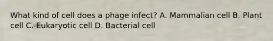 What kind of cell does a phage infect? A. Mammalian cell B. Plant cell C. Eukaryotic cell D. Bacterial cell