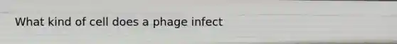 What kind of cell does a phage infect