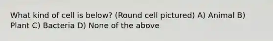 What kind of cell is below? (Round cell pictured) A) Animal B) Plant C) Bacteria D) None of the above