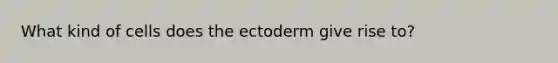 What kind of cells does the ectoderm give rise to?