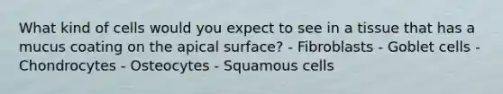 What kind of cells would you expect to see in a tissue that has a mucus coating on the apical surface? - Fibroblasts - Goblet cells - Chondrocytes - Osteocytes - Squamous cells