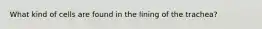 What kind of cells are found in the lining of the trachea?