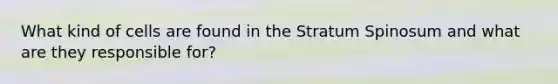 What kind of cells are found in the Stratum Spinosum and what are they responsible for?