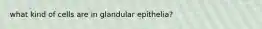 what kind of cells are in glandular epithelia?