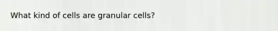 What kind of cells are granular cells?