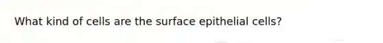 What kind of cells are the surface epithelial cells?