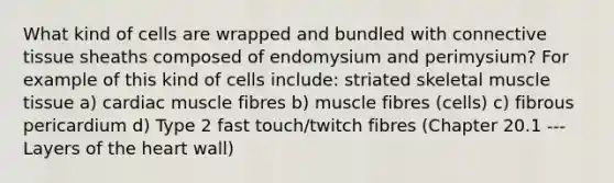 What kind of cells are wrapped and bundled with connective tissue sheaths composed of endomysium and perimysium? For example of this kind of cells include: striated skeletal muscle tissue a) cardiac muscle fibres b) muscle fibres (cells) c) fibrous pericardium d) Type 2 fast touch/twitch fibres (Chapter 20.1 --- Layers of the heart wall)