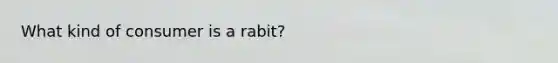 What kind of consumer is a rabit?