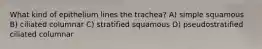 What kind of epithelium lines the trachea? A) simple squamous B) ciliated columnar C) stratified squamous D) pseudostratified ciliated columnar