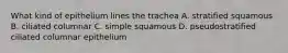 What kind of epithelium lines the trachea A. stratified squamous B. ciliated columnar C. simple squamous D. pseudostratified ciliated columnar epithelium