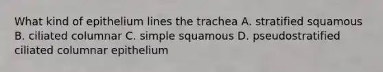 What kind of epithelium lines the trachea A. stratified squamous B. ciliated columnar C. simple squamous D. pseudostratified ciliated columnar epithelium