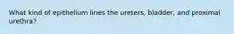 What kind of epithelium lines the ureters, bladder, and proximal urethra?