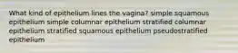 What kind of epithelium lines the vagina? simple squamous epithelium simple columnar epithelium stratified columnar epithelium stratified squamous epithelium pseudostratified epithelium