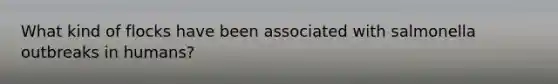What kind of flocks have been associated with salmonella outbreaks in humans?