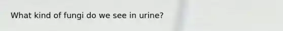 What kind of fungi do we see in urine?