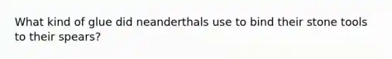 What kind of glue did neanderthals use to bind their stone tools to their spears?