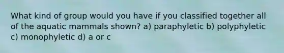 What kind of group would you have if you classified together all of the aquatic mammals shown? a) paraphyletic b) polyphyletic c) monophyletic d) a or c